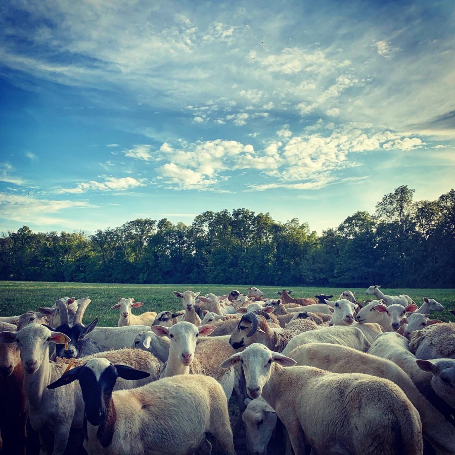 Pasture Raised Lamb